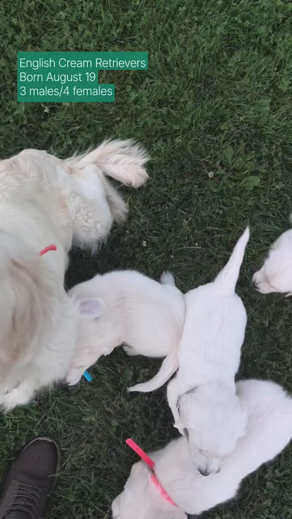 ENGLISH CREAM RETRIEVER (AUG 19) 3 MALES/4 FEMALES