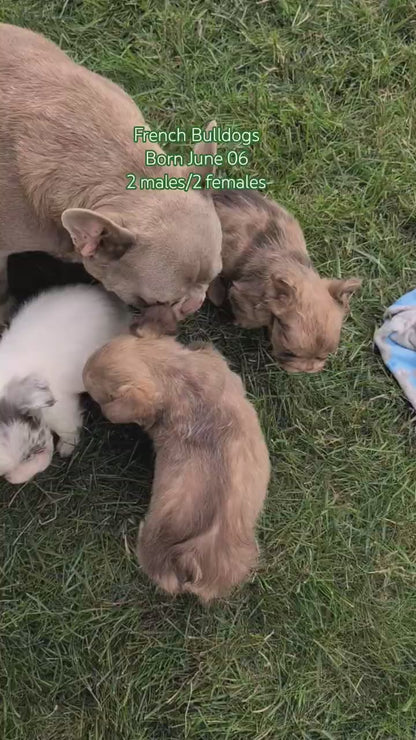 FRENCH BULLDOG (JUN 06) FEMALES