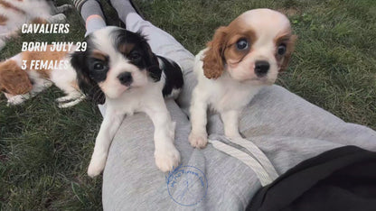 CAVALIER (JUL 29) 3 FEMALES