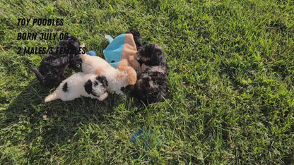 TOY POODLE (07/06) MALE