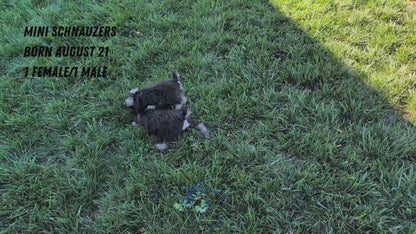 MINI SCHNAUZER (08/21) FEMALE
