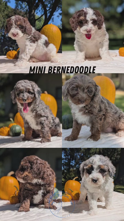 MINI BERNEDOODLE (07/25) FEMALE