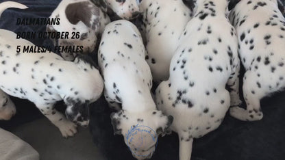 DALMATIAN (OCT 26) MALES