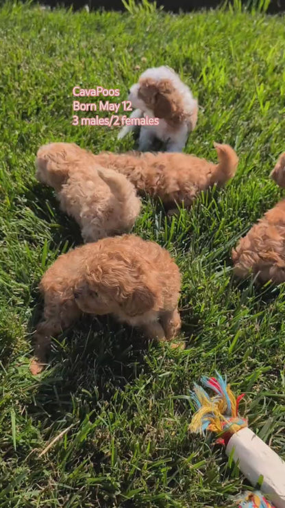 CAVAPOO (MAY 12) MALES