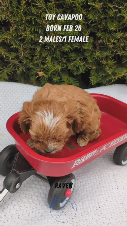 TOY CAVAPOO (02/26) MALE