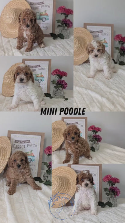 MINI POODLE (06/29) FEMALE