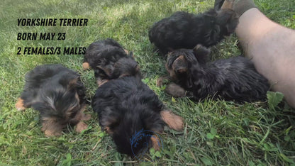 YORKSHIRE TERRIER (05/23) MALE