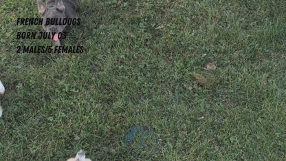 FRENCH BULLDOG (07/03) FEMALE