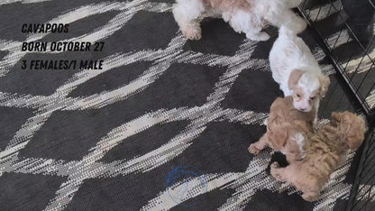 CAVAPOO (OCT 27) MALE