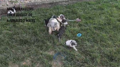 MINI SCHNAUZER (08/06) FEMALE