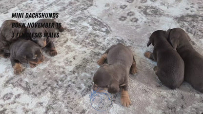 MINI DACHSHUND (NOV 16) MALES