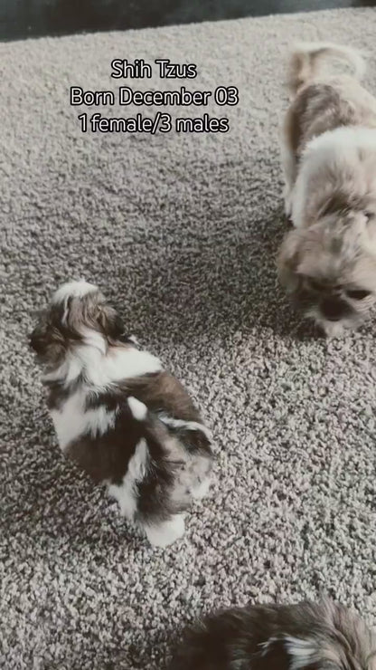 SHIH TZU (DEC 03) FEMALE