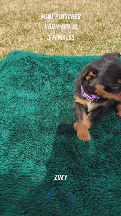 MINI PINSCHER (02/13) FEMALE