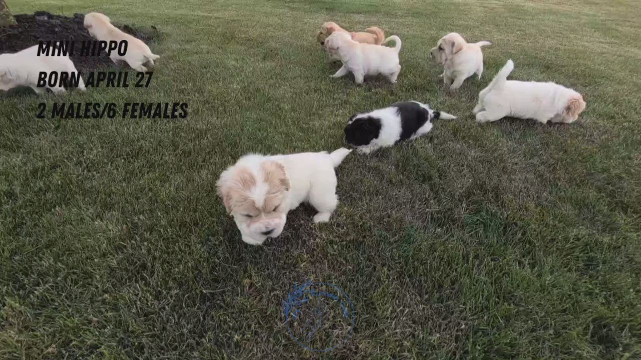 Load video: 