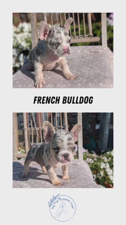 FRENCH BULLDOG (07/29) MALE