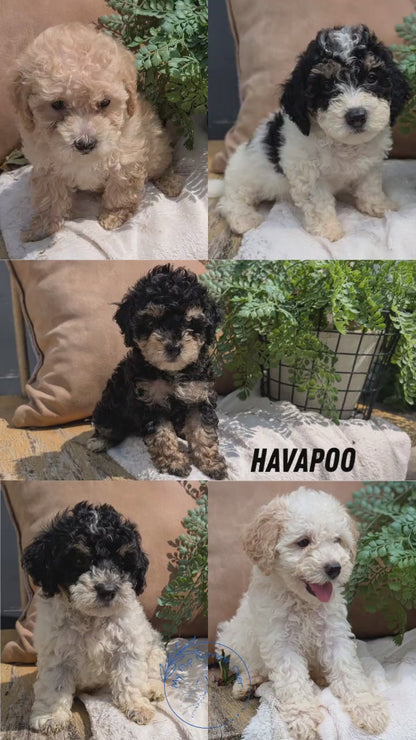 HAVAPOO (06/26) MALE