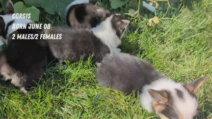 CORGI (JUN 08) MALES