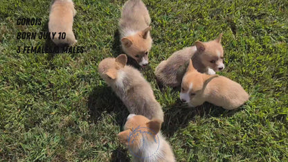 CORGI (07/10) FEMALE