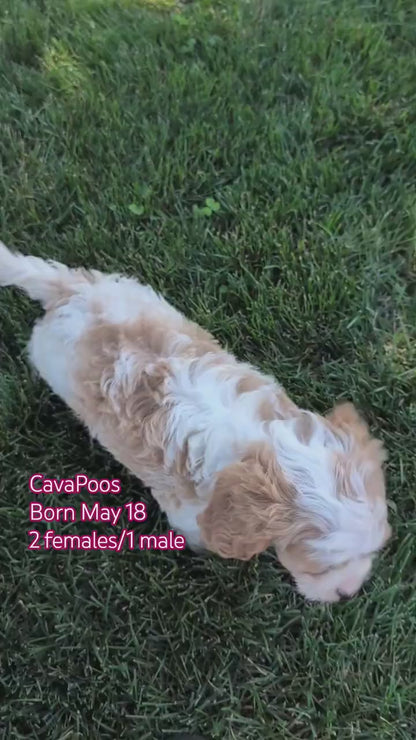 CAVAPOO (MAY 18) MALE