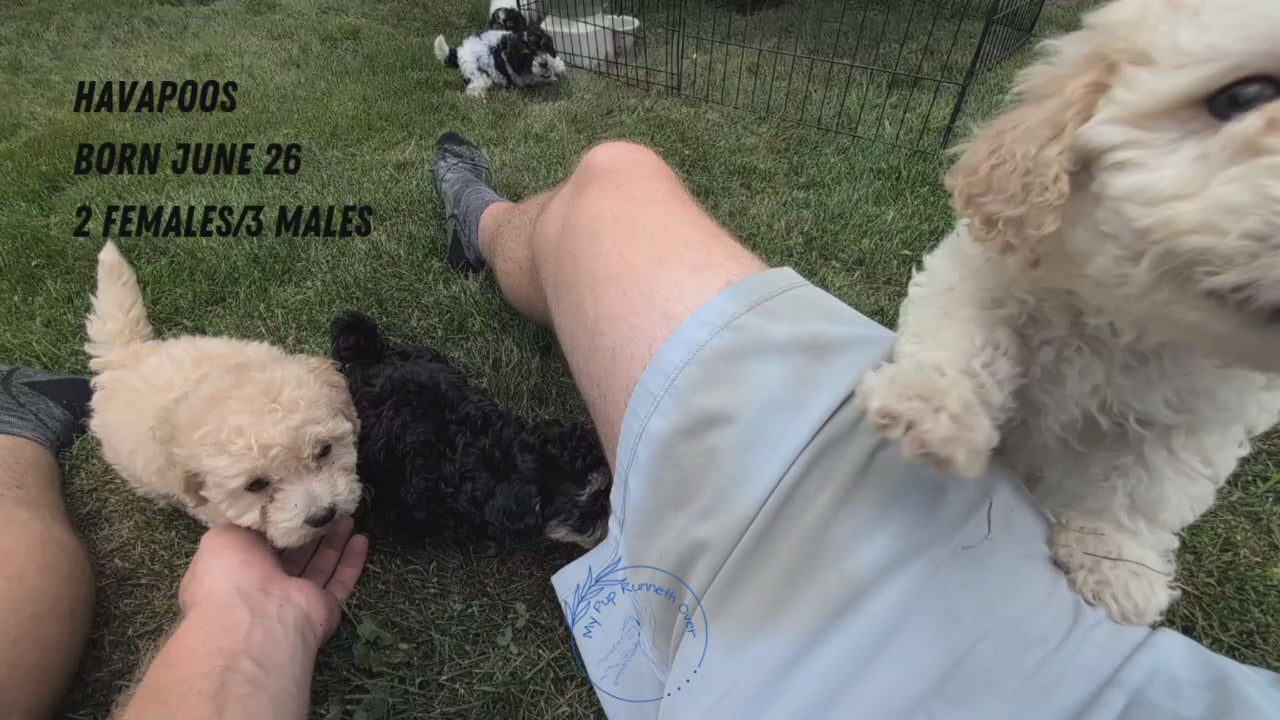 Load video: 