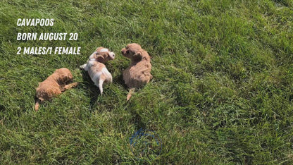 CAVAPOO (AUG 20) 2 MALES/1 FEMALE