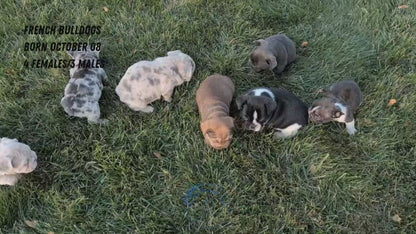 FRENCH BULLDOG (OCT 08) FEMALES