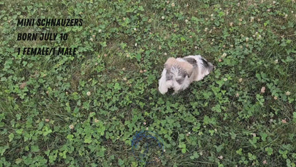 MINI SCHNAUZER (07/10) MALE