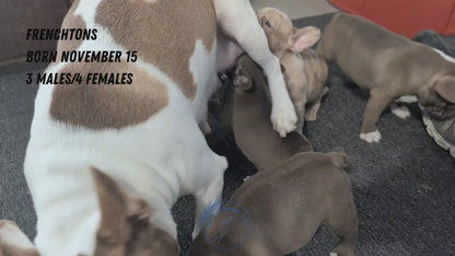 FRENCHTON (NOV 15) MALES