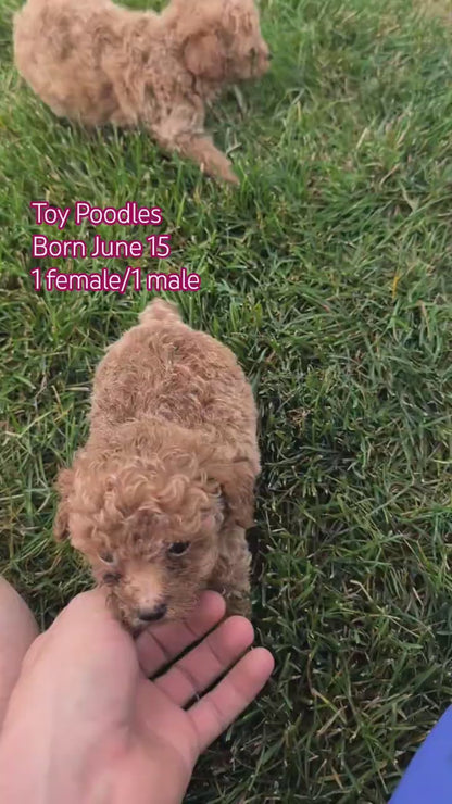 TOY POODLE (JUN 15) MALE