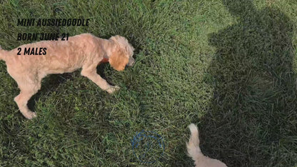 MINI AUSSIEDOODLE (06/21) MALE