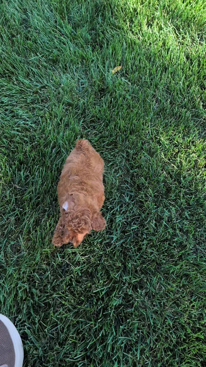 TOY POODLE (AUG 20) 1 FEMALE
