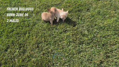 FRENCH BULLDOG (JUN 26) 2 MALES