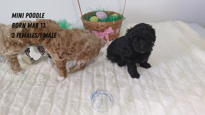 MINI POODLE (03/13) FEMALE