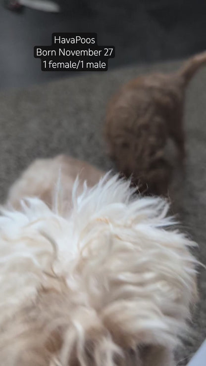 HAVAPOO (NOV 27) MALE