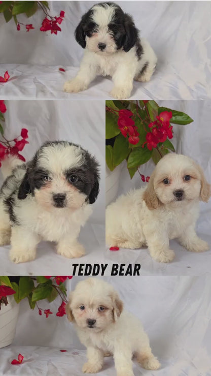 TEDDY BEAR (06/29) MALE