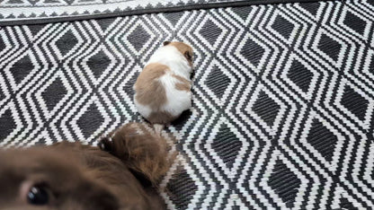 POMERANIAN (NOV 23) MALE