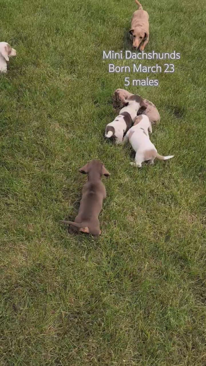 MINI DACHSHUND (MAR 23) MALES