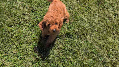 TOY POODLE (MAY 26) MALES