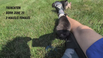 FRENCHTON (06/25) MALE