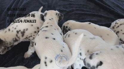 DALMATIAN (OCT 26) MALES