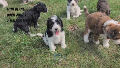 MINI BERNEDOODLE (06/11) FEMALE