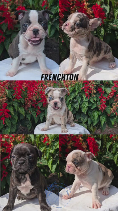 FRENCHTON (06/25) MALE