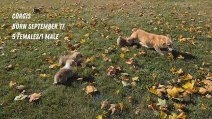 CORGI (09/17) FEMALE