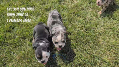 ENGLISH BULLDOG (JUN 29) 1 FEMALE/1 MALE