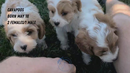 CAVAPOO (MAY 18) MALE