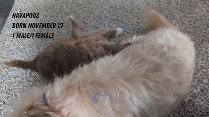 HAVAPOO (NOV 27) MALE