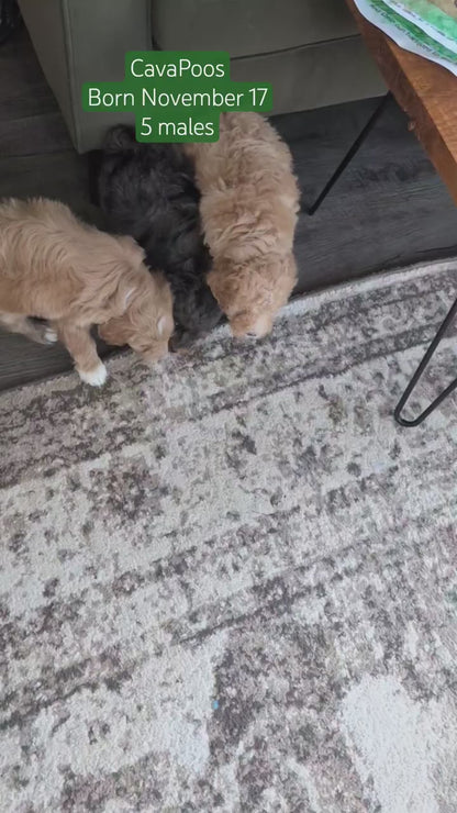 CAVAPOO (NOV 17) MALES