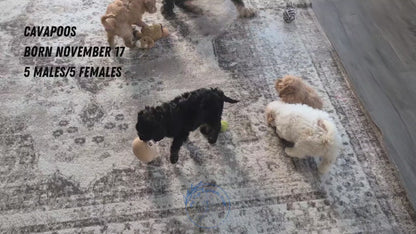 CAVAPOO (NOV 17) FEMALES