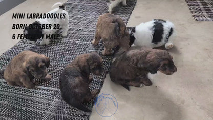 MINI LABRADOODLE (OCT 20) FEMALES