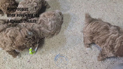 MINI POODLE (NOV 18) MALES